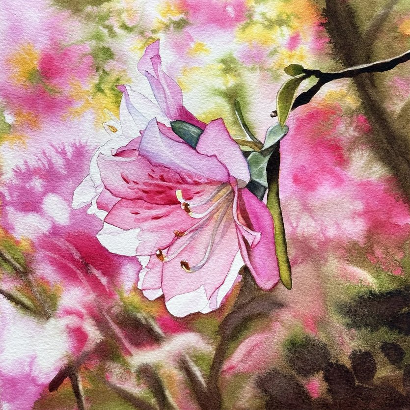 Watercolor painting of pink azalea flowers